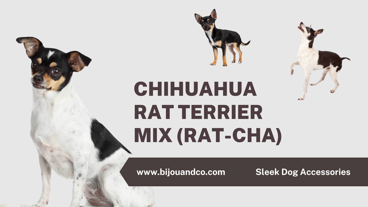 What Is The Difference Between A Chihuahua And A Rat Terrier